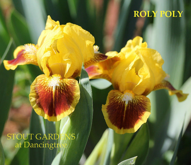 Iris Roly Poly