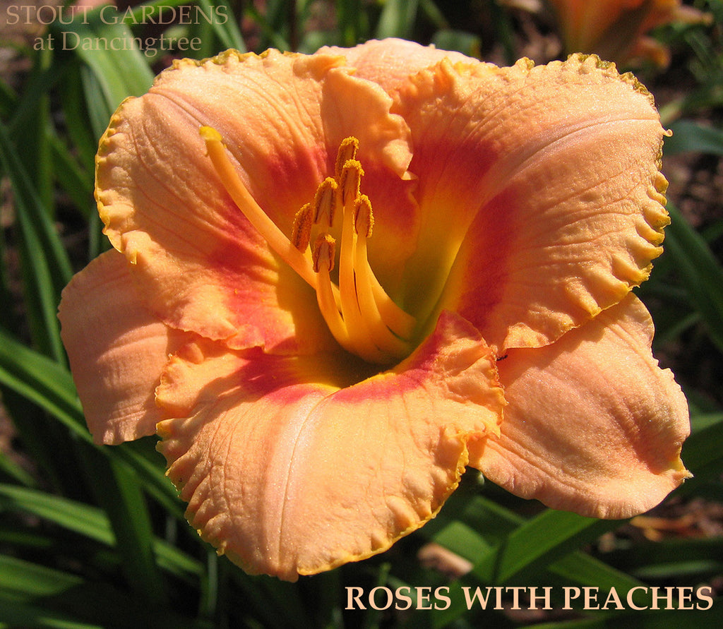 Daylily Roses With Peaches