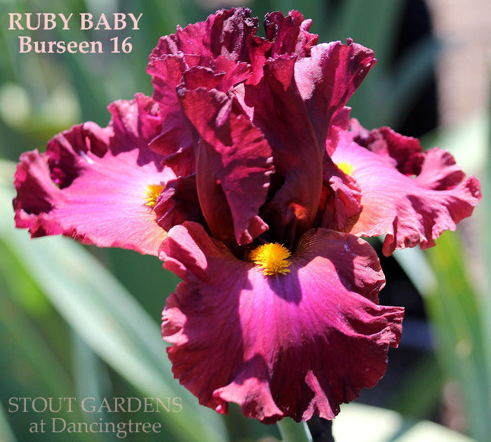Iris Ruby Baby