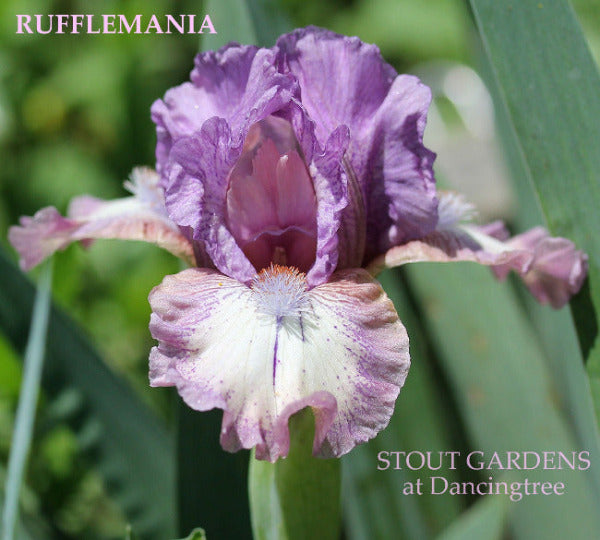 Iris Rufflemania