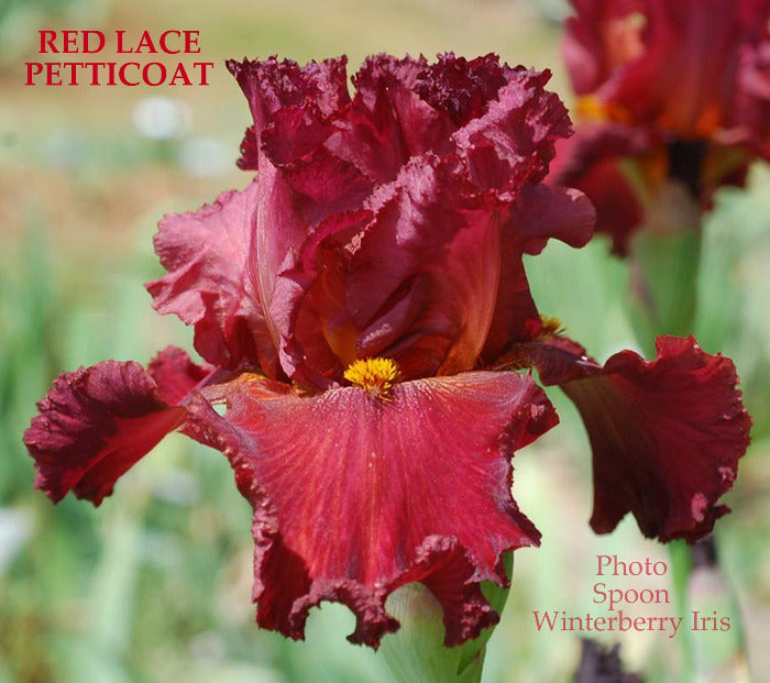 Iris Red Lace Petticoat