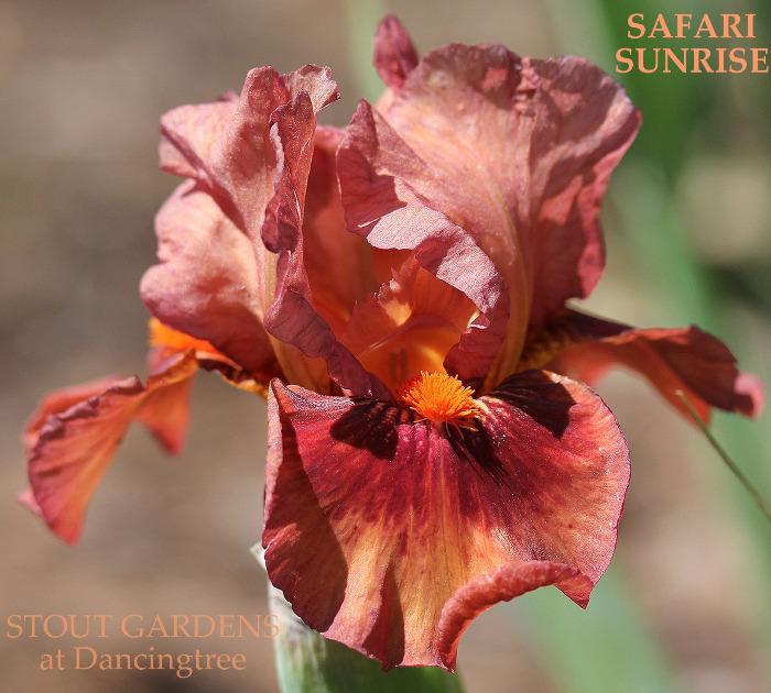 Iris Safari Sunrise