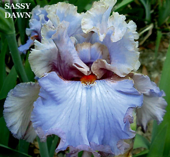 Iris Sassy Dawn