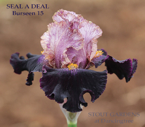 Iris Seal A Deal