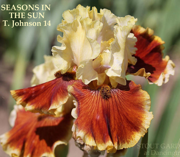 Iris Seasons In The Sun