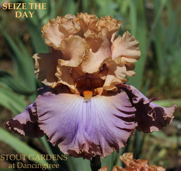 Iris Seize The Day