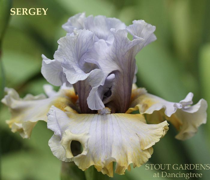 Iris Sergey Stout Gardens at Dancingtree