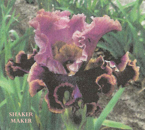 Iris Shaker Maker