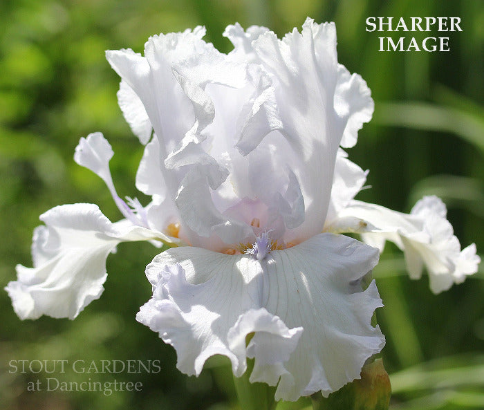 Iris Sharper Image