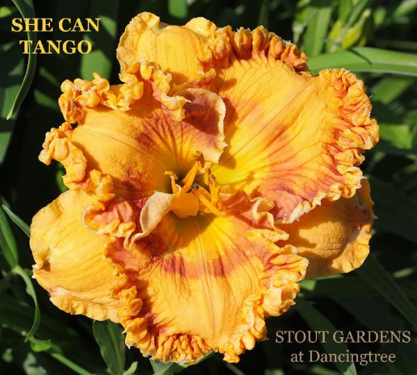 Daylily She Can Tango