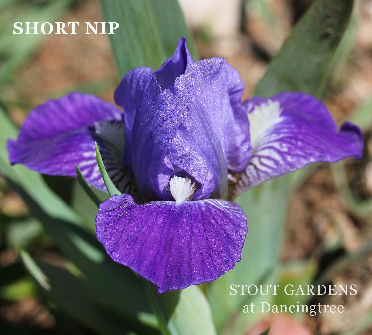 Iris Short Nip