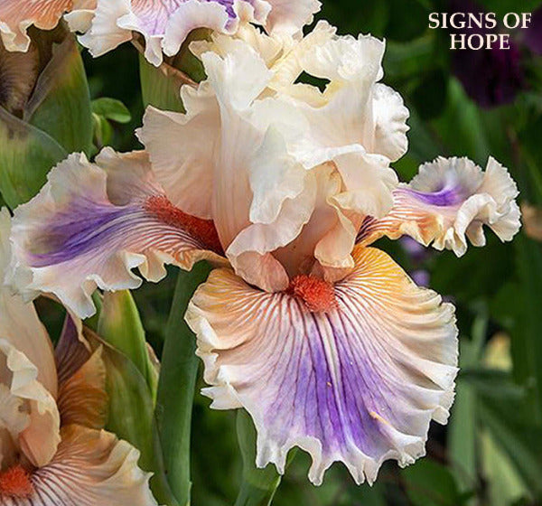 Iris Signs Of Hope
