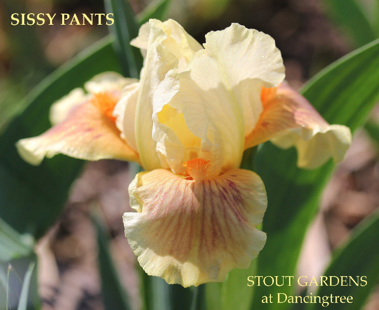Iris Sissy Pants