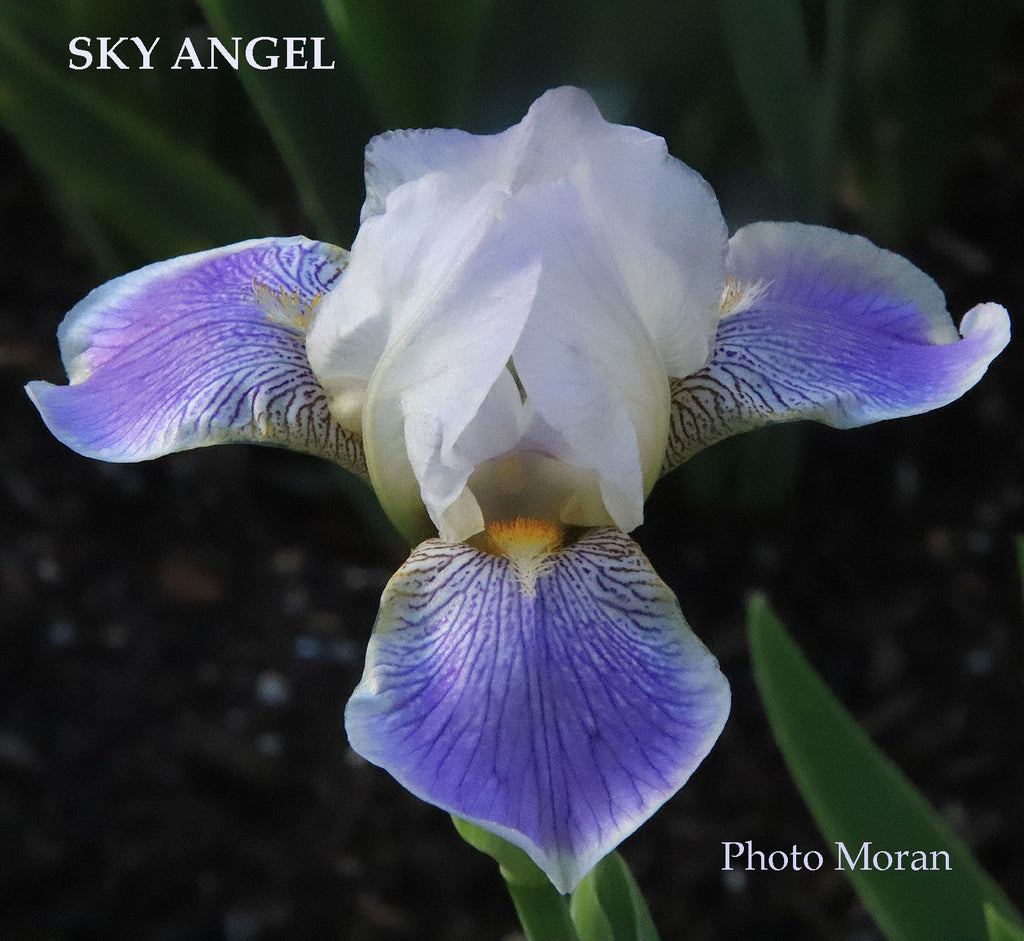 Iris Sky Angel