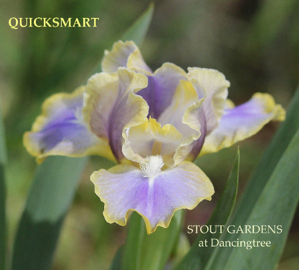 Iris Quicksmart