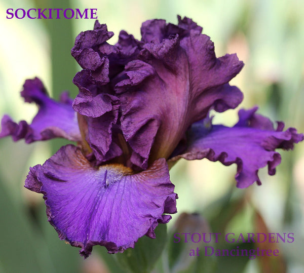 Iris Sockitome