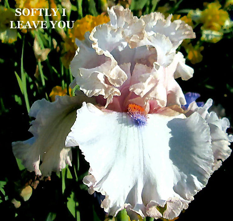 Iris Softly I Leave You