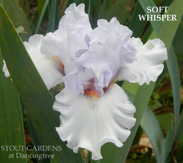 Iris Soft Whisper