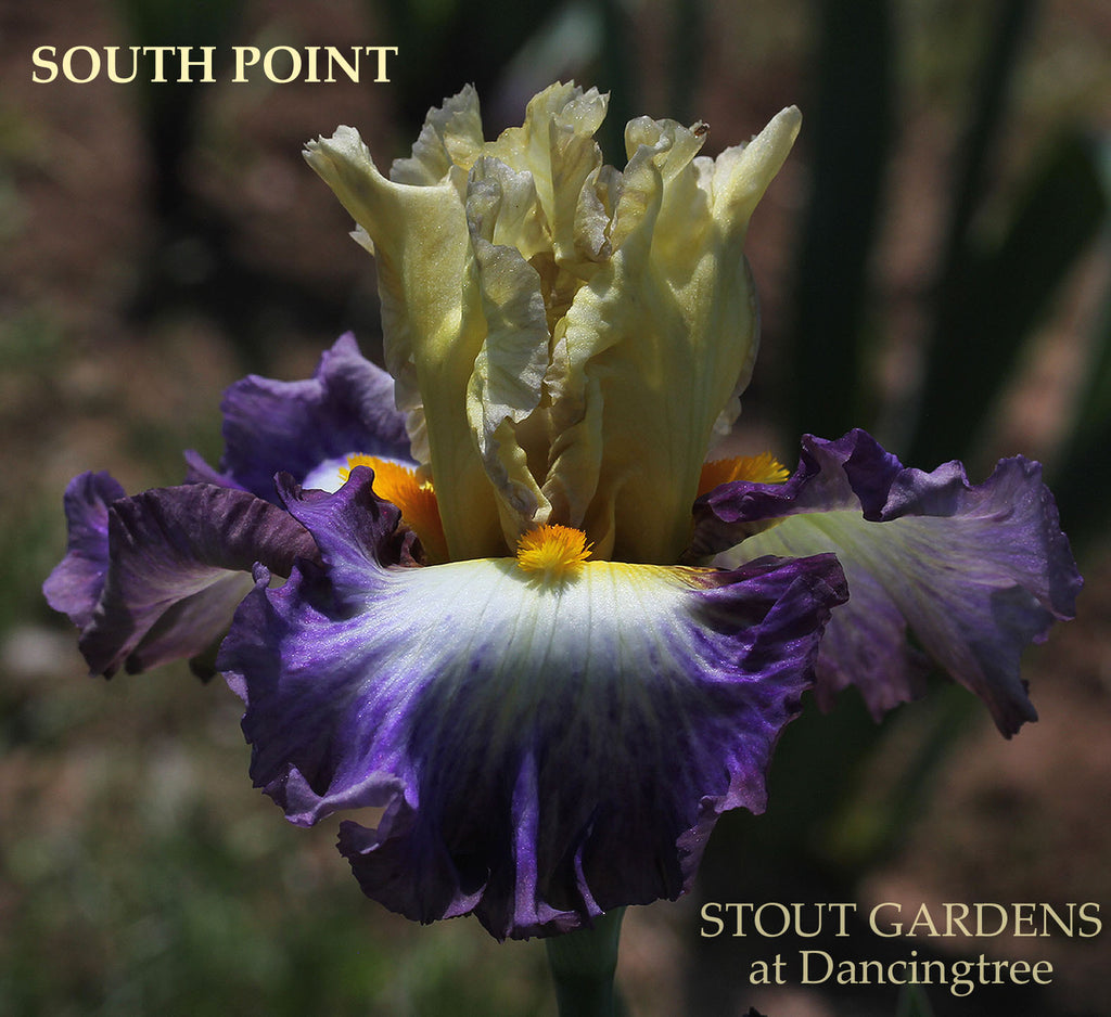 Iris South Point