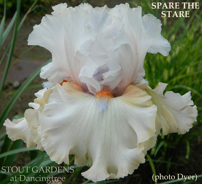 Iris Spare The Stare