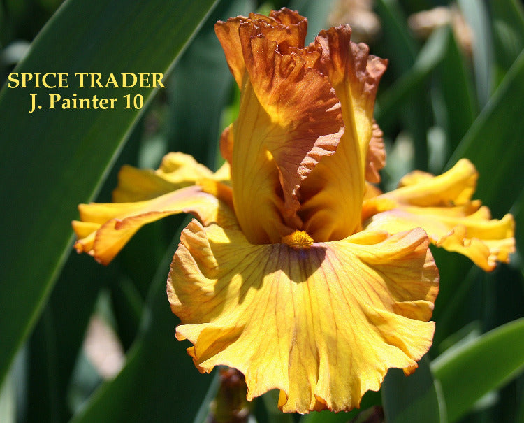 Iris Spice Trader