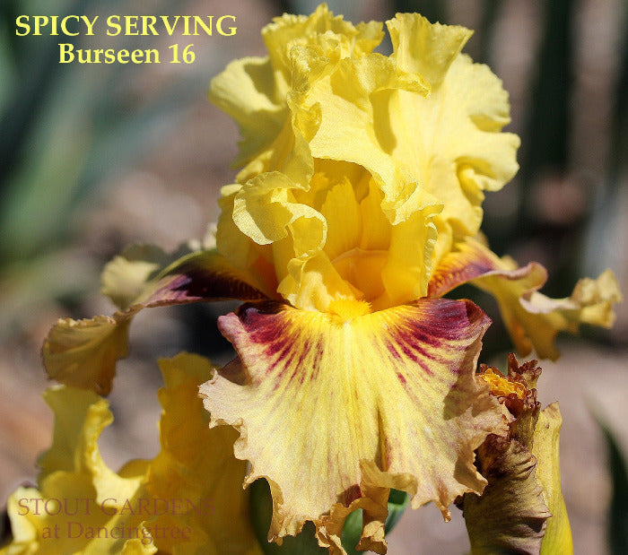 Iris Spicy Serving