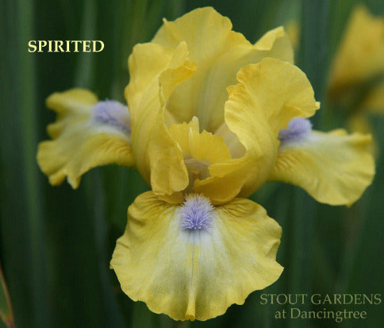 Iris Spirited