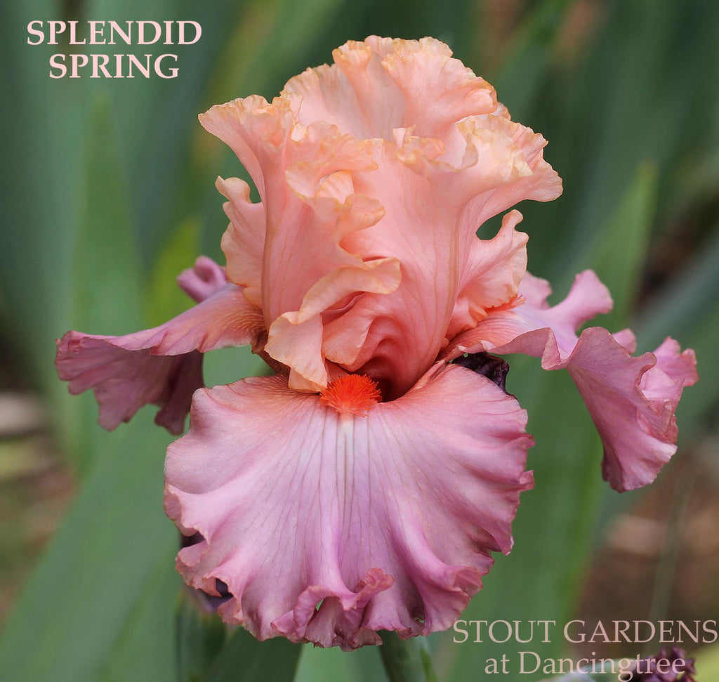 Iris Splendid Spring