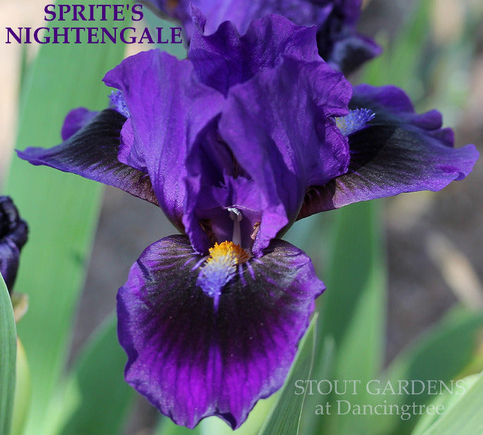 Iris Sprite's Nightingale