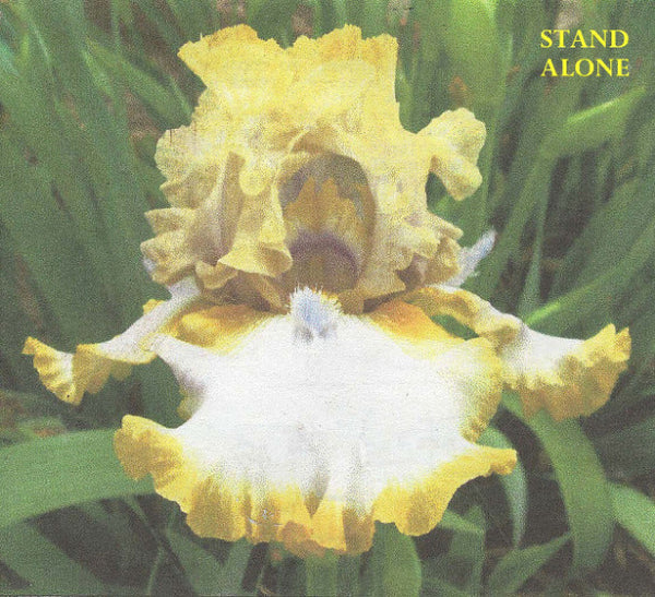 Iris Stand Alone