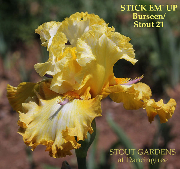 Iris Stick 'Em Up