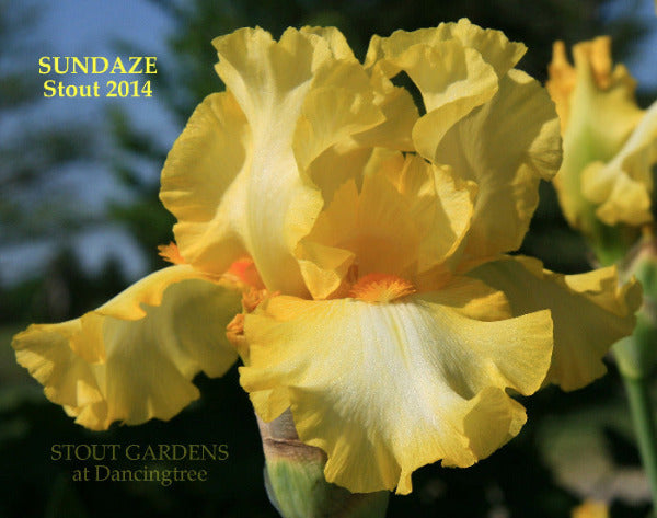 Iris Sundaze