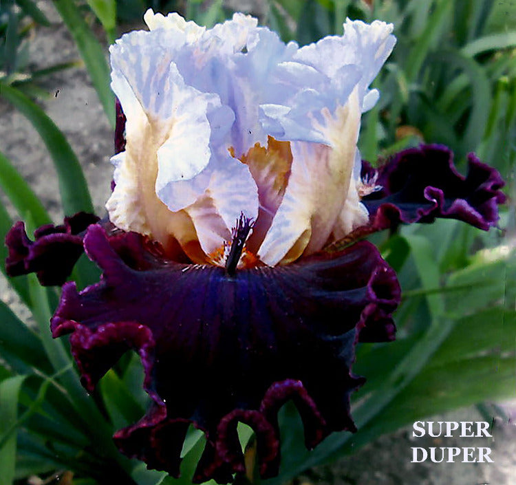Iris Super Duper