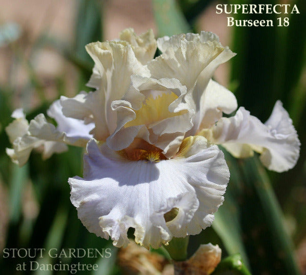 Iris Superfecta