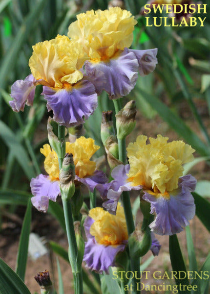 Iris Swedish Lullaby