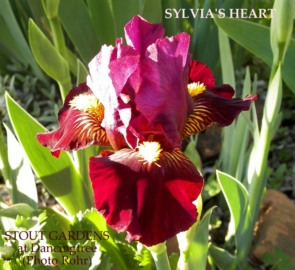 Iris Sylvia's Heart