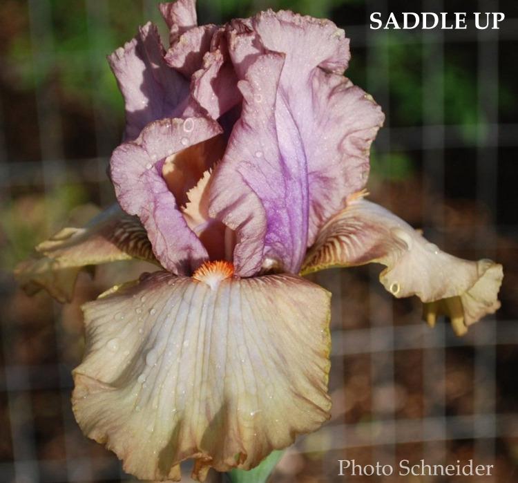 Iris Saddle Up