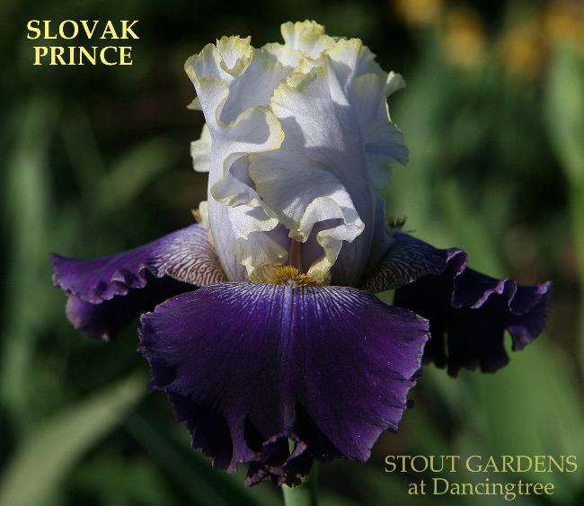 Iris Slovak Prince