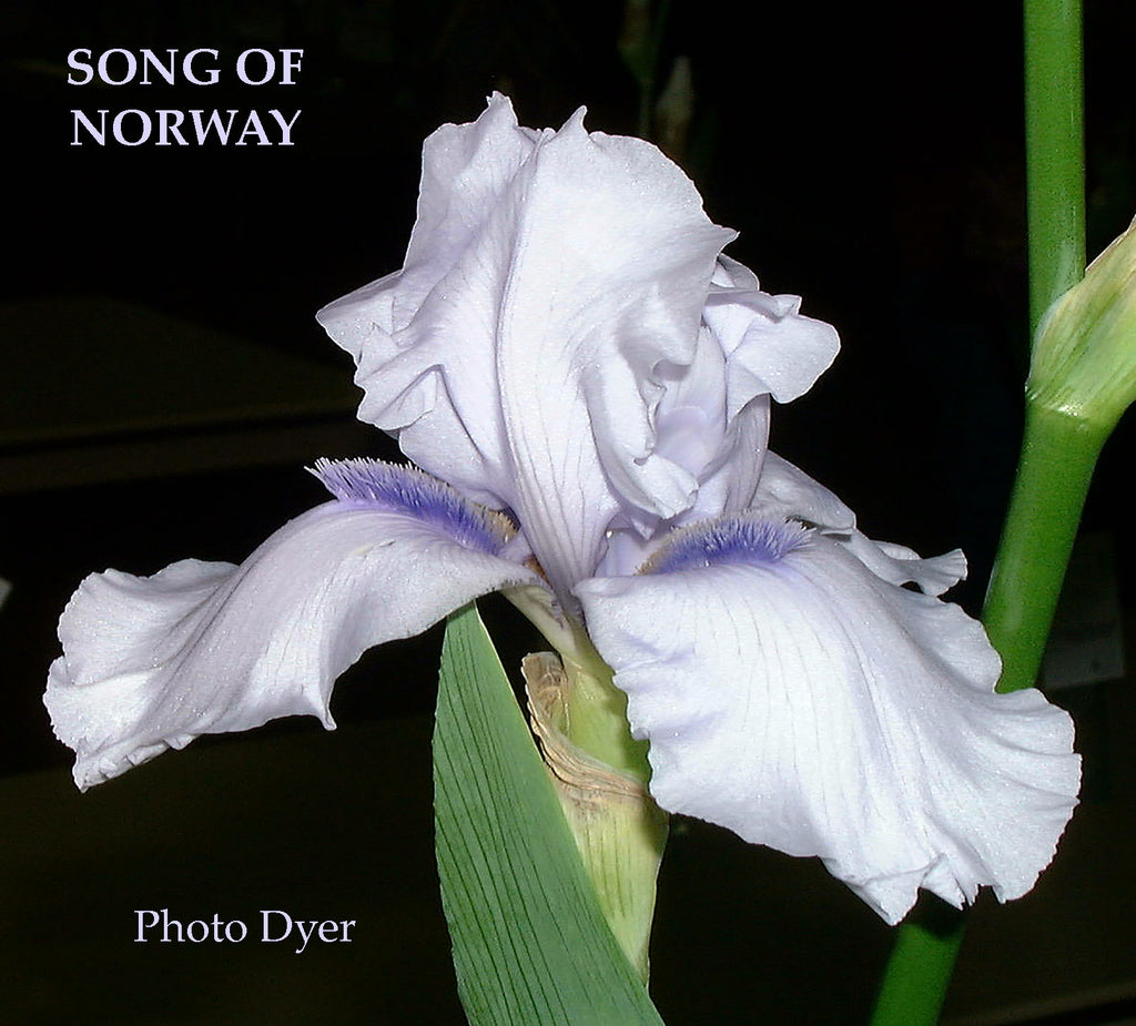Iris Song Of Norway