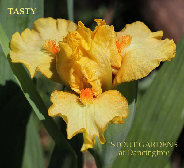 Iris Tasty