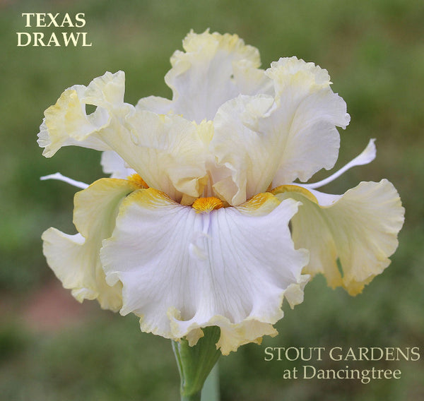 Iris Texas Drawl