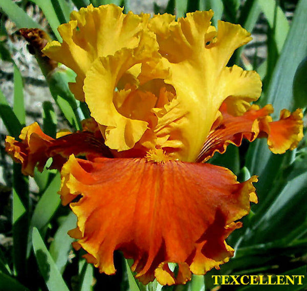 Iris Texcellent