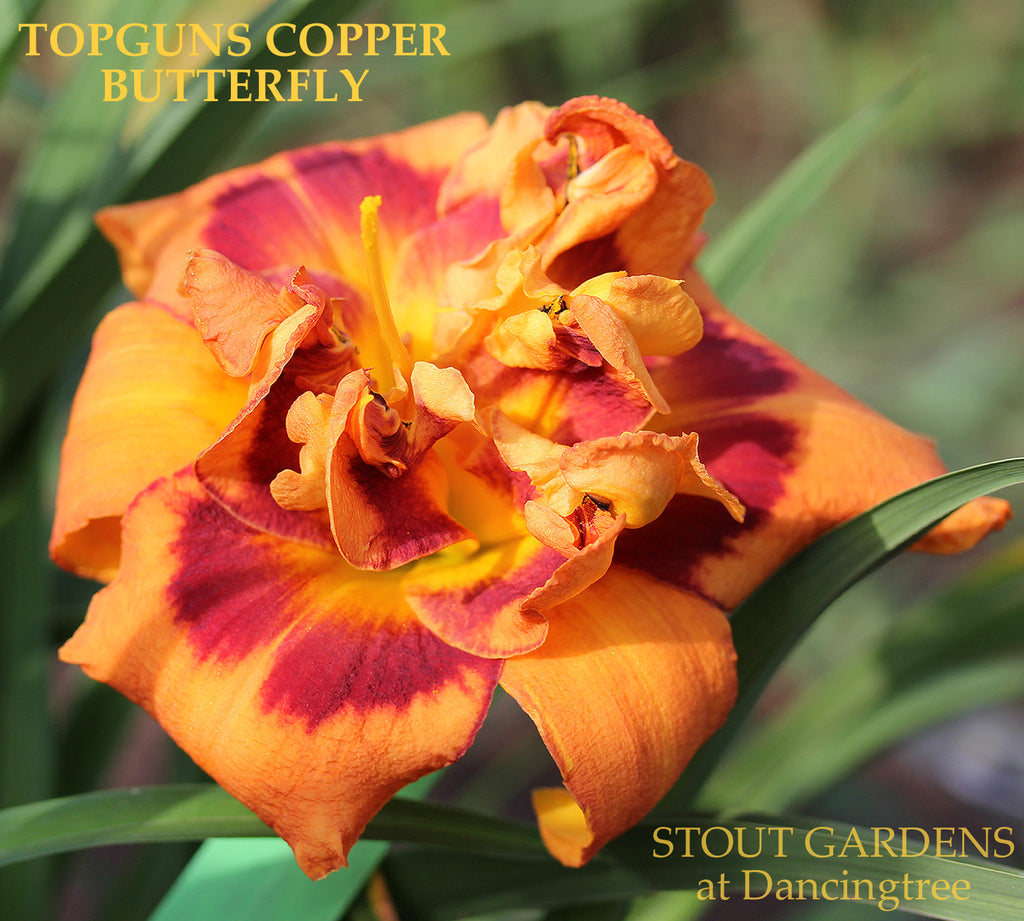 Daylily Topguns Copper Butterfly
