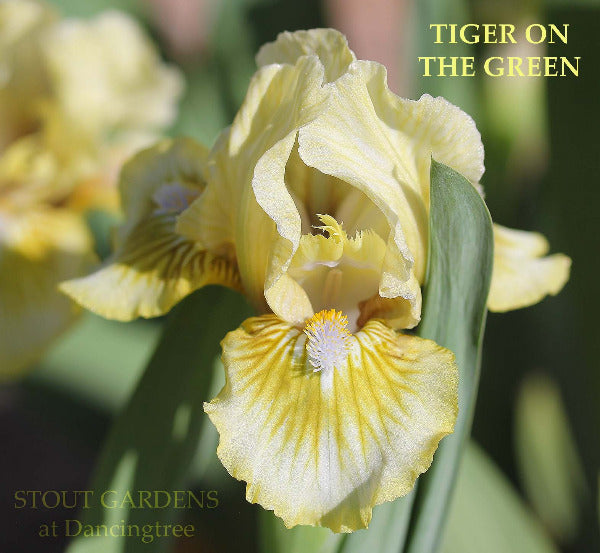 Iris Tiger On The Green