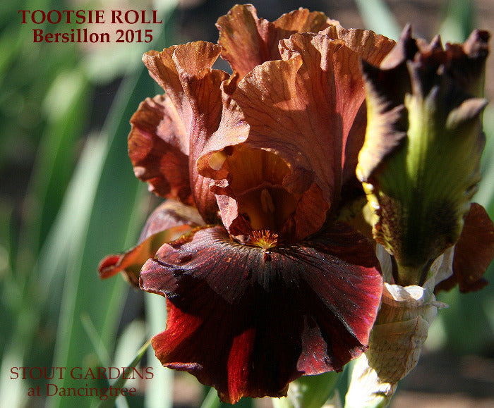 Iris Tootsie Roll