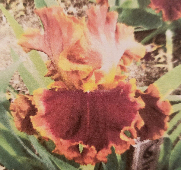 Iris Tough Customer