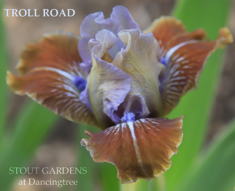 Iris Troll Road