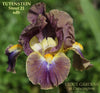 Iris Tutenstein