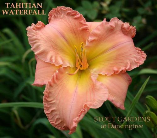 Daylily Tahitian Waterfall