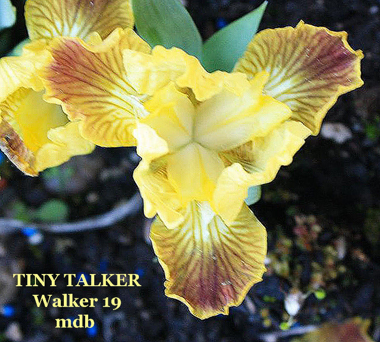Iris Tiny Talker